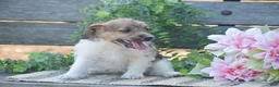 Jackapoo dogs for sale: Elora - Ad 6