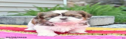 Shih Tzu dogs for sale: Blossom  - Ad 3