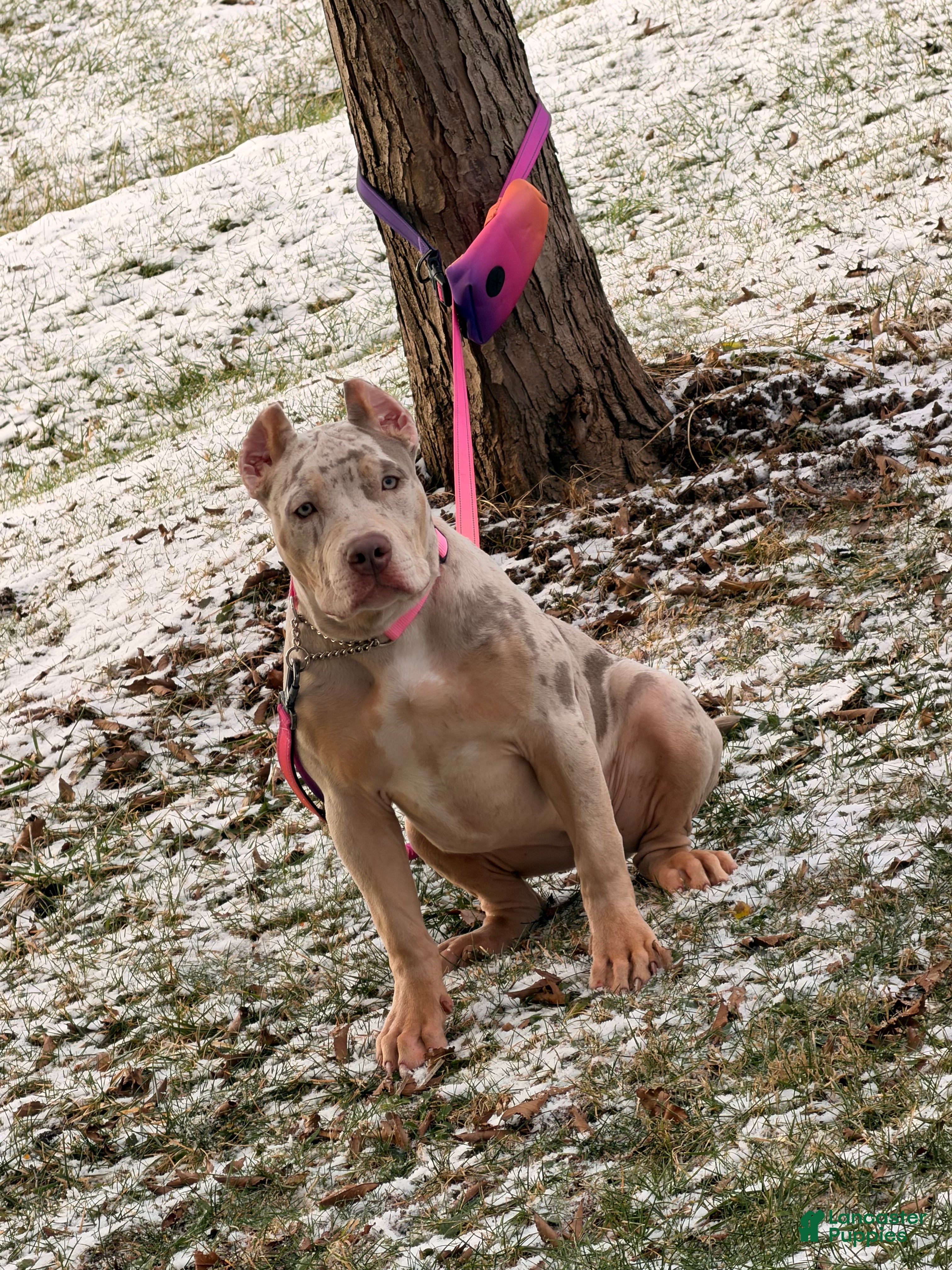 American Bully dogs for sale: American Bully Puppy 2 - Ad 1