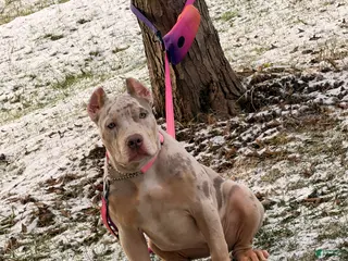 American Bully dogs American Bully Puppy 2 - Ad 39