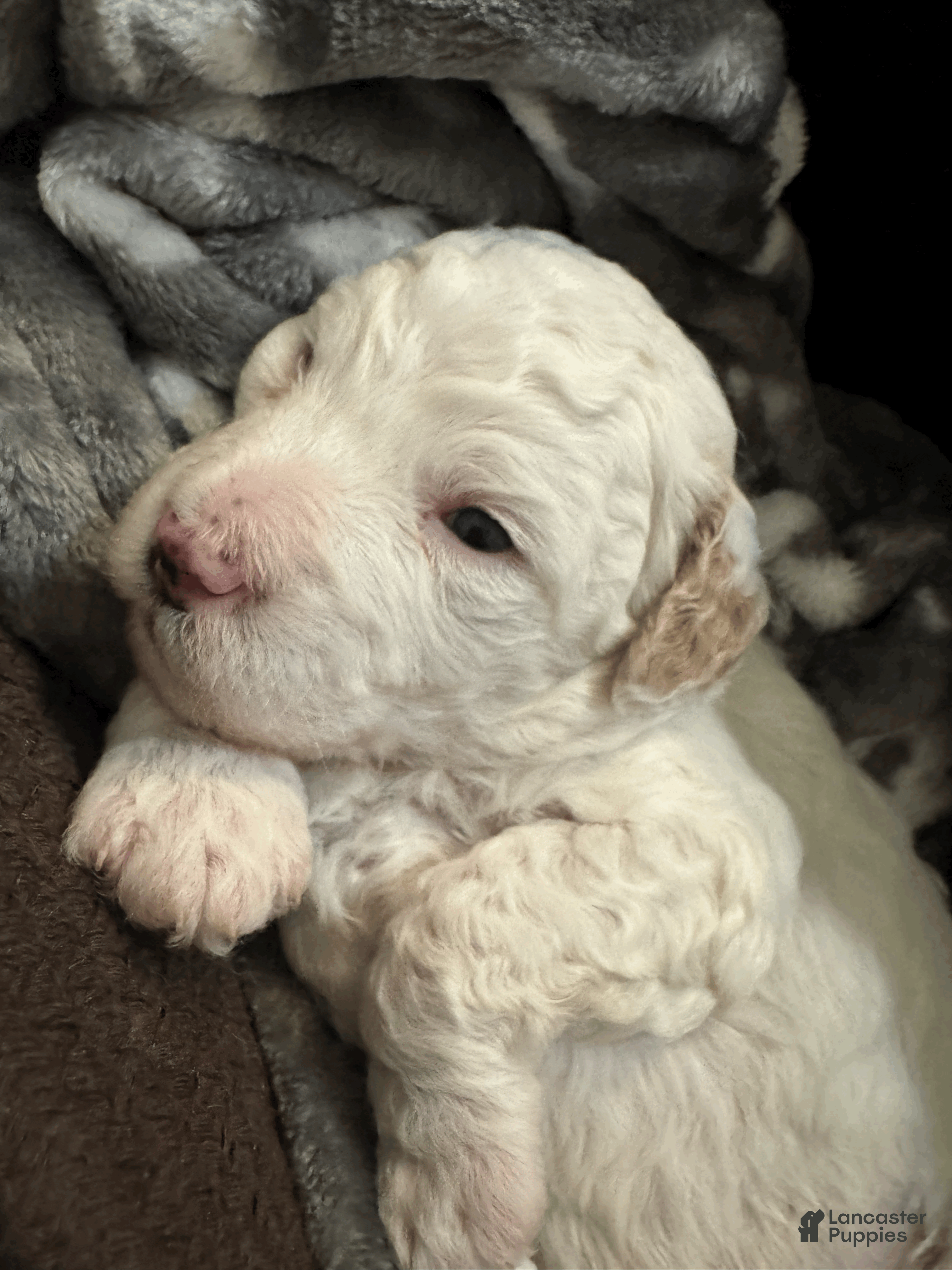 Mini Bernedoodle dogs Mini Bernedoodle Cosmo - Ad 1