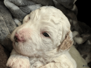 Mini Bernedoodle dogs Mini Bernedoodle Cosmo - Ad 7