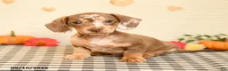 Miniature Dachshund dogs for sale: Mavis - Ad 3