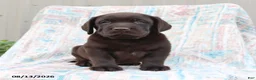 Labrador Retriever dogs for sale: Buster - Ad 3