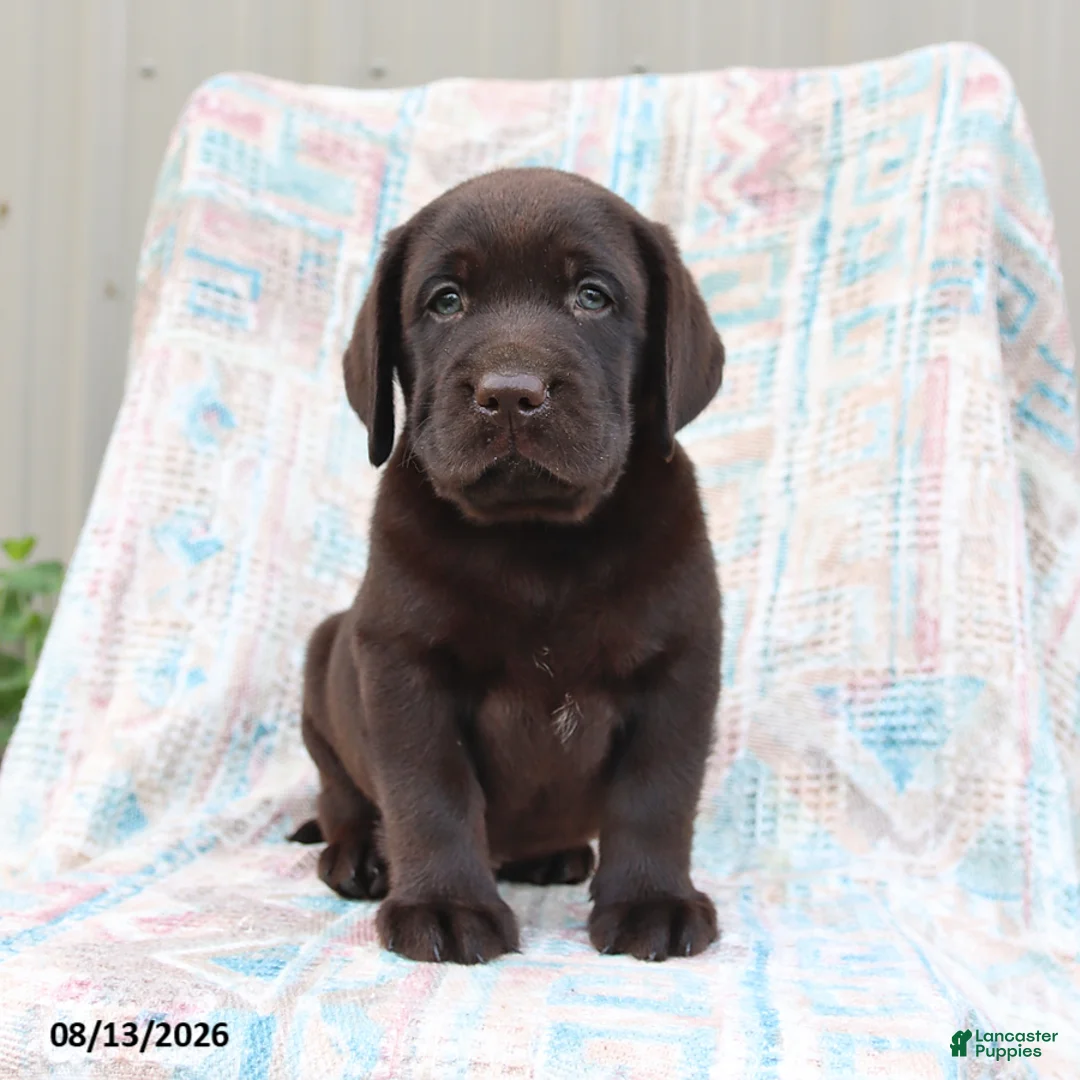 Labrador Retriever dogs for sale: Buster - Ad 3