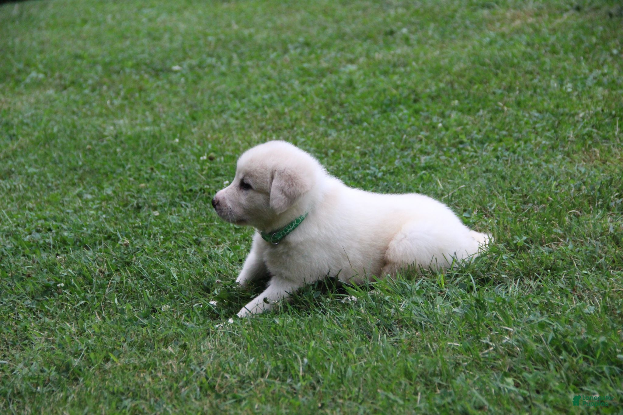 Mixed Breed dogs Victor - Ad 1