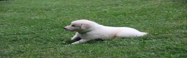 Victor
