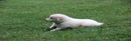 Mixed Breed dogs for sale: Victor - Ad 1