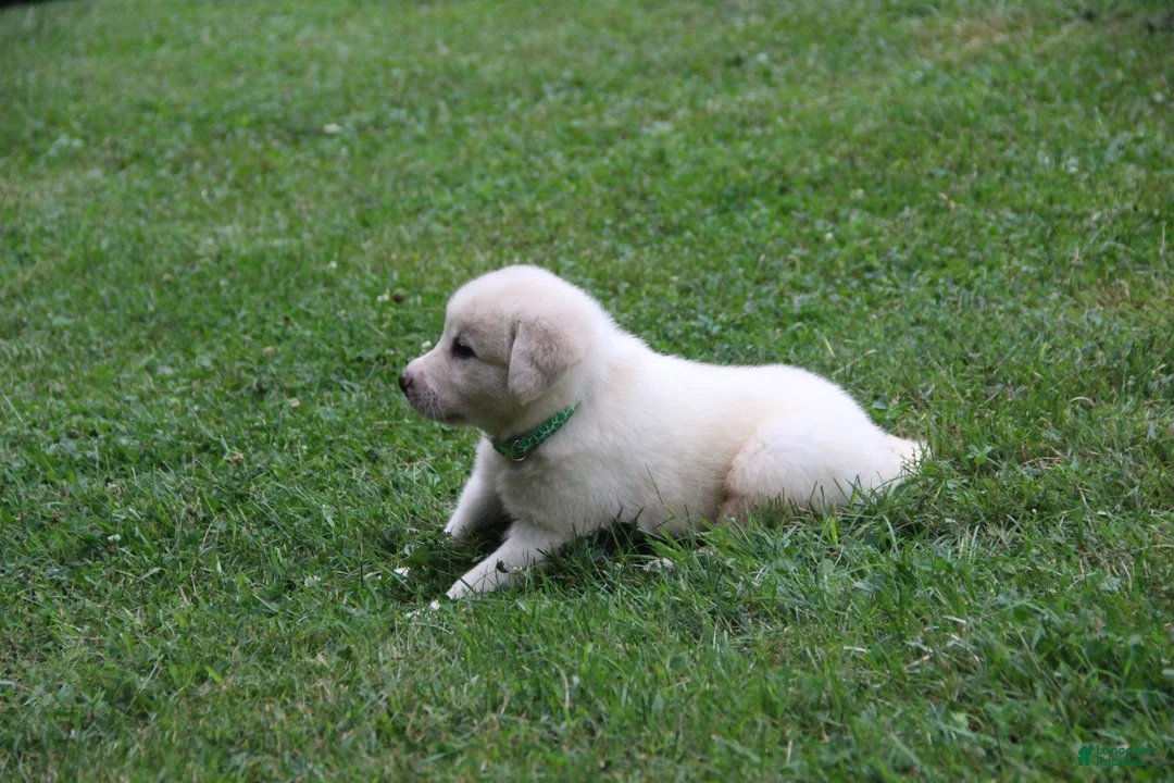 Mixed Breed dogs for sale: Victor - Ad 1