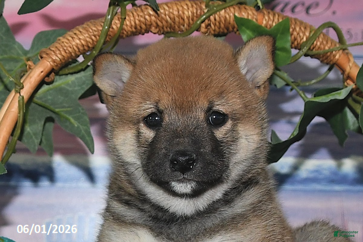 Shiba Inu dogs Sweet William - Ad 2