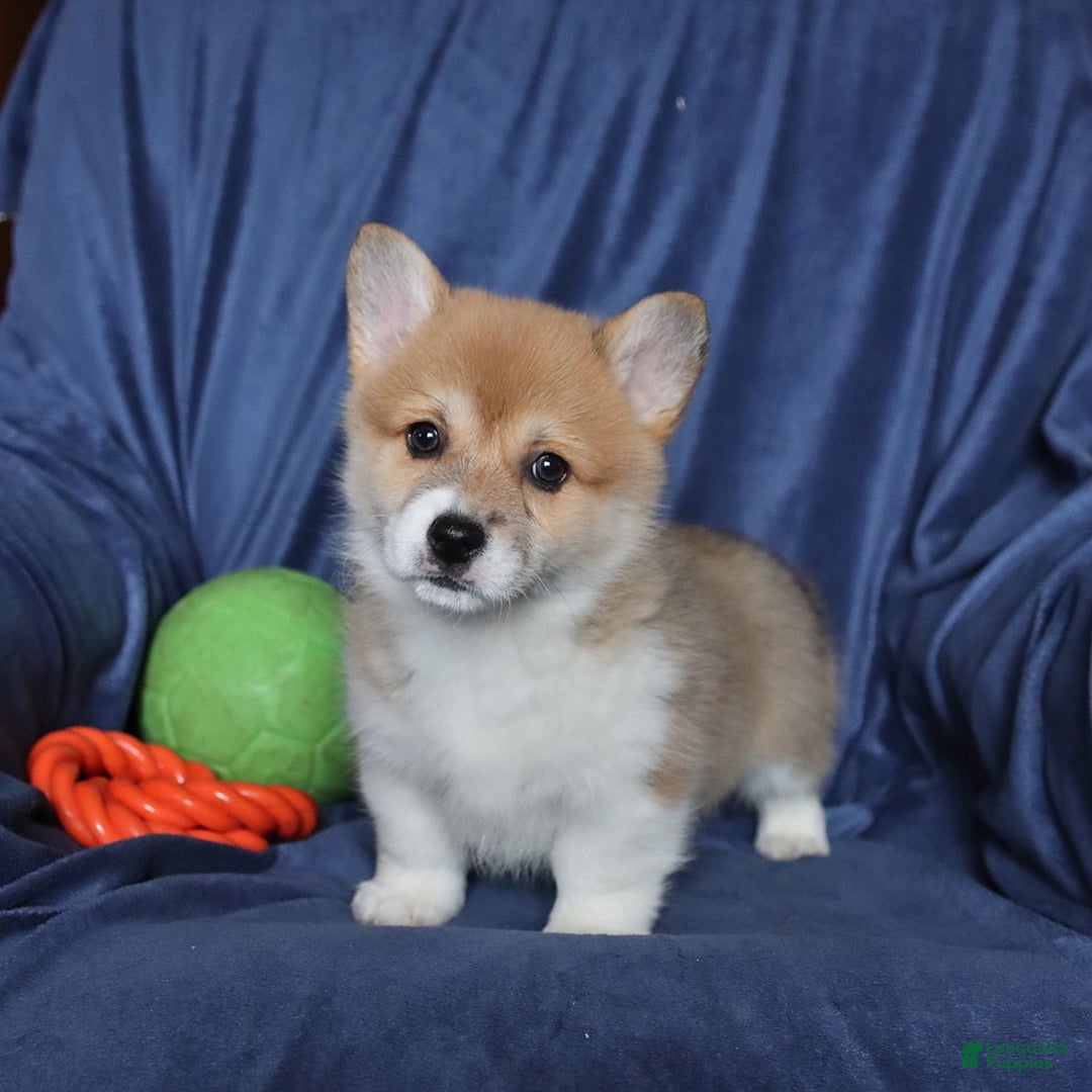 Welsh Corgi Pembroke dogs for sale: Sheila - Ad 5