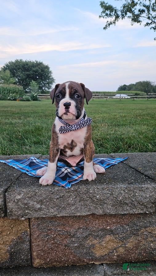 Boxer dogs Alex - Ad 2