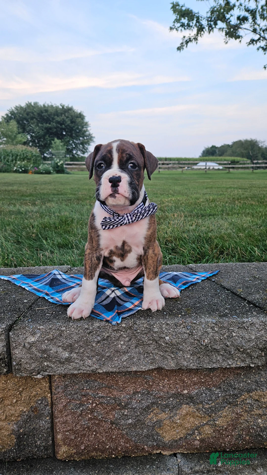 Boxer dogs for sale: Alex - Ad 2
