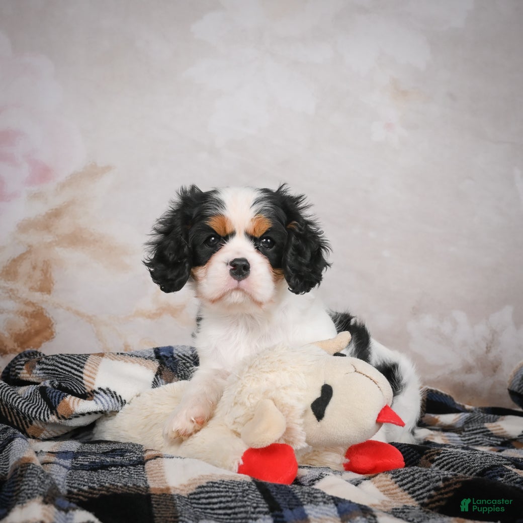 Cavalier King Charles Spaniel dogs Maggie - Ad 4