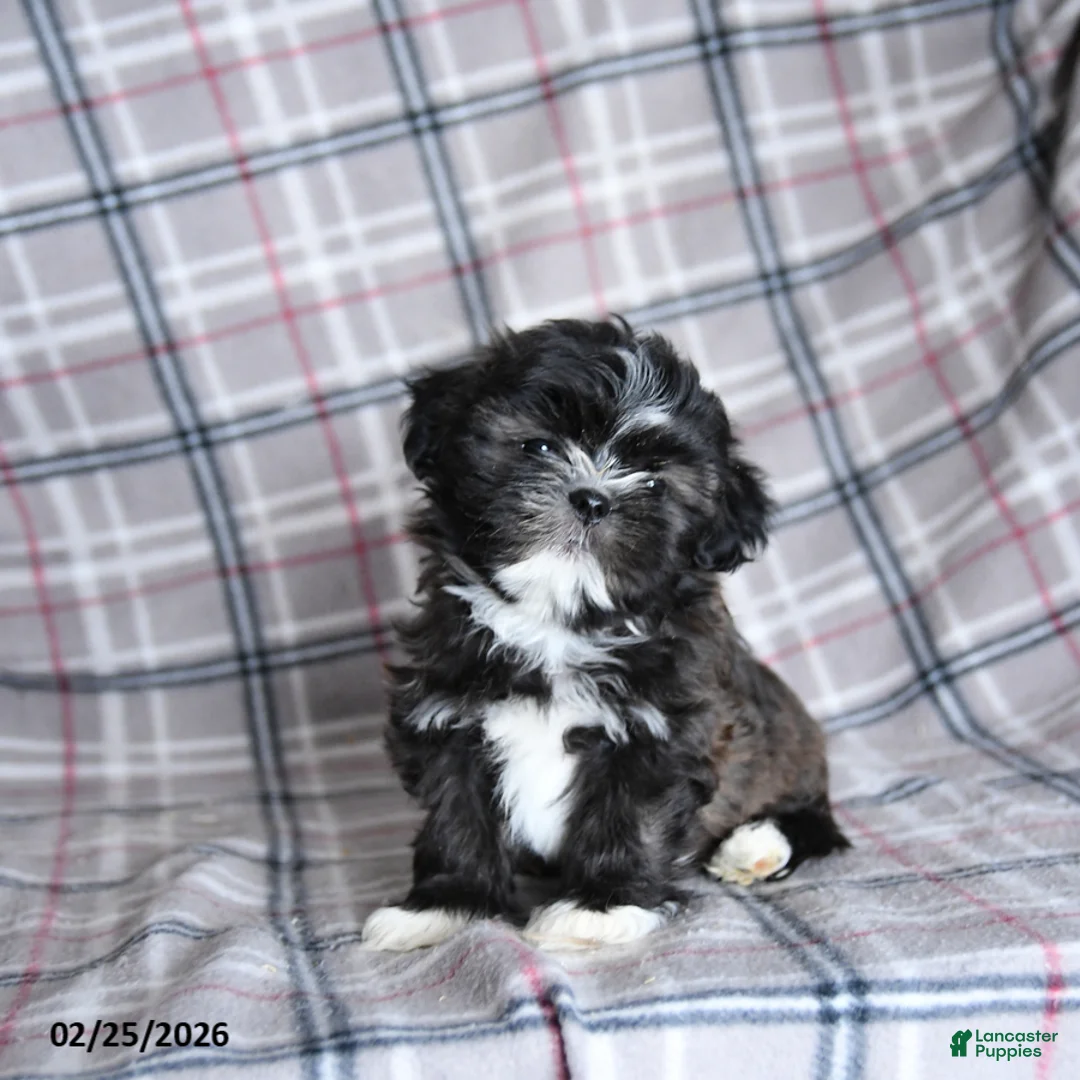 Shih Tzu dogs for sale: Smore  - Ad 5