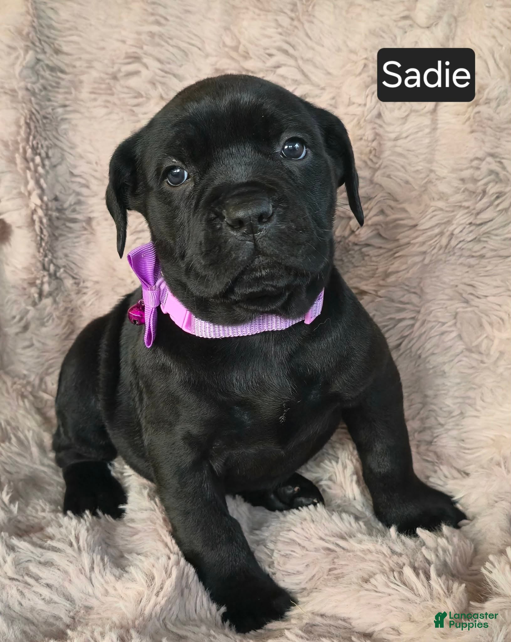 Cane Corso dogs Sadie - Ad 8