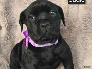 Cane Corso dogs Sadie - Ad 4