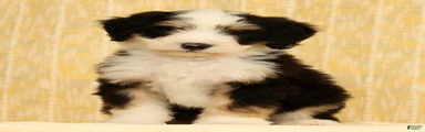 Charlie