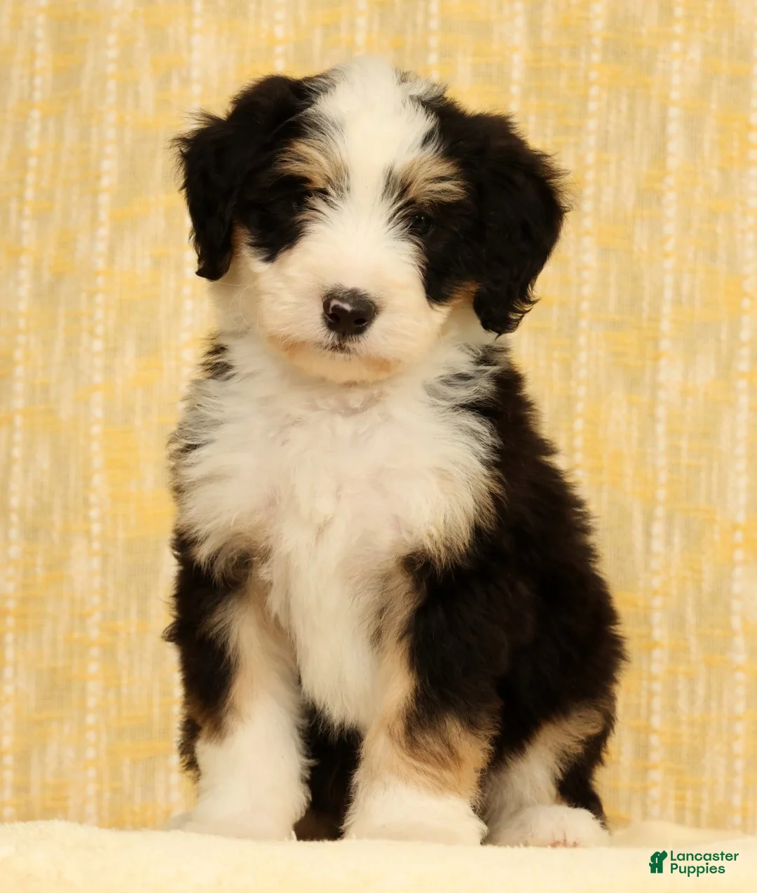 Mini Bernedoodle dogs for sale: Charlie - Ad 1