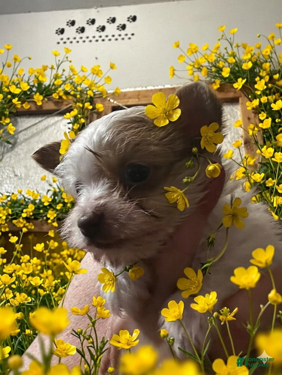 Yorkshire Terrier dogs AKC Smooches 💋  - Ad 1