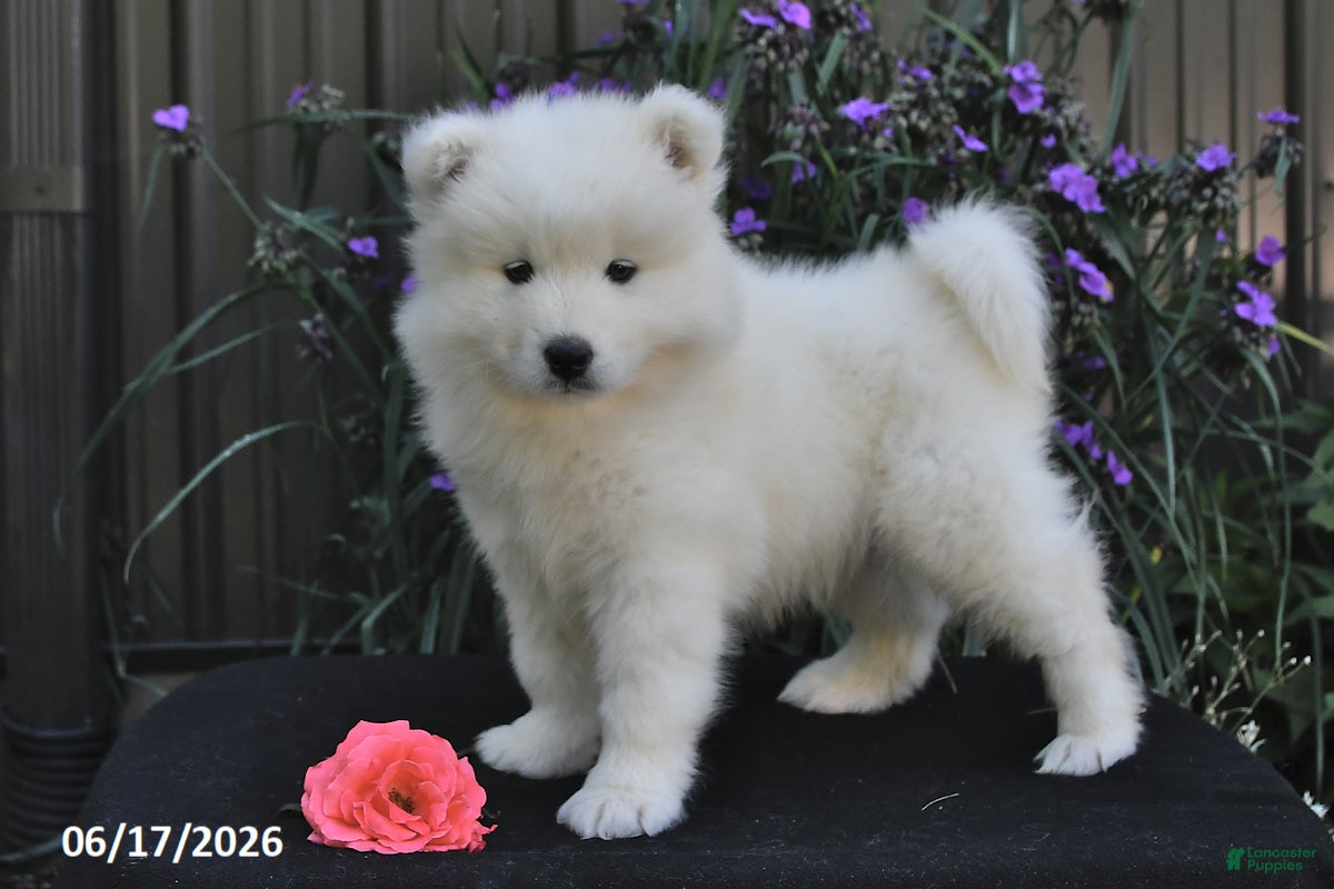 Samoyed dogs Ryden - Ad 1