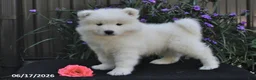 Samoyed dogs for sale: Ryden - Ad 1