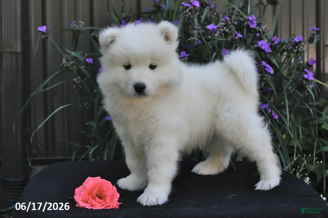 Samoyed dogs for sale: Ryden - Ad 1