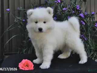 Samoyed dogs for sale: Ryden - Ad 3