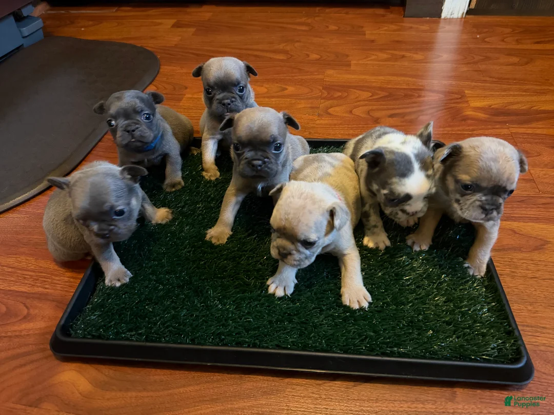 French Bulldog dogs for sale: Clover - Ad 4