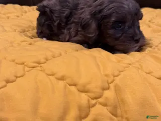 Cockapoo dogs Barbie - Ad 41