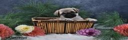 Pug dogs for sale: Natalie - Ad 2
