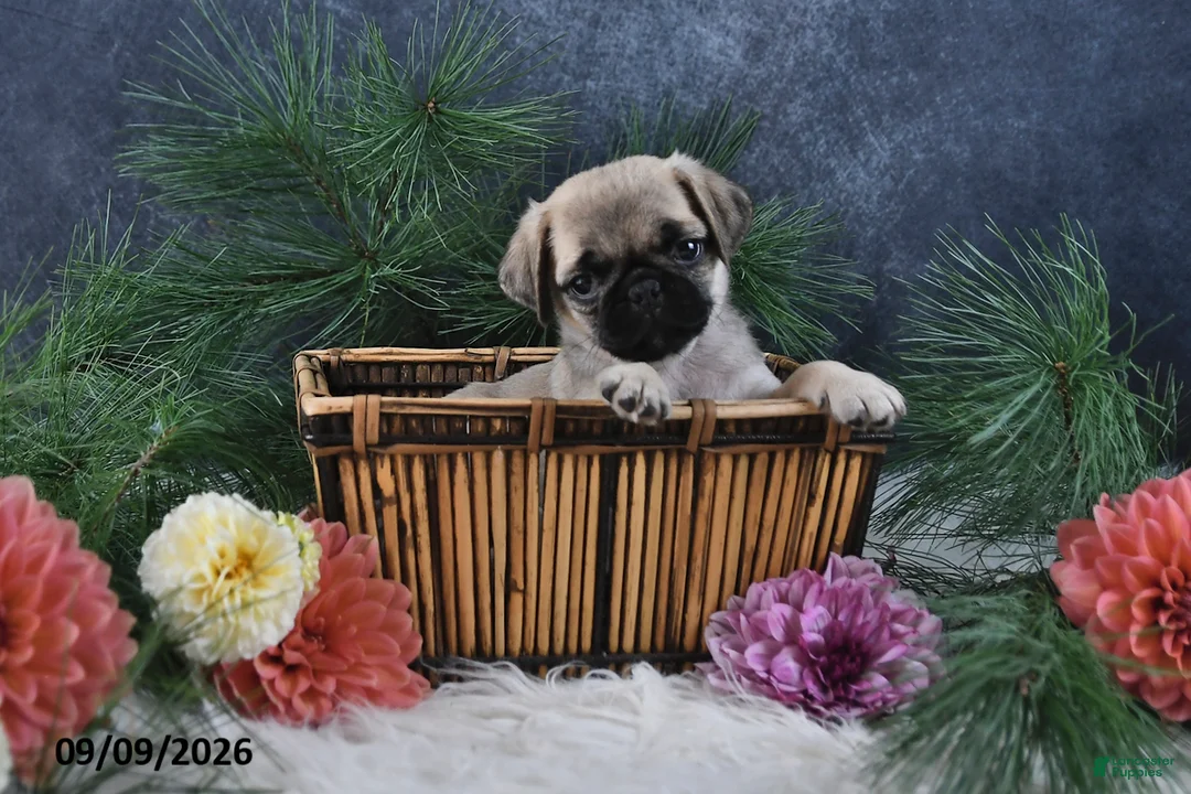 Pug dogs for sale: Natalie - Ad 2
