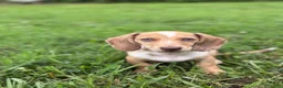 Miniature Dachshund dogs for sale: Willy  - Ad 7