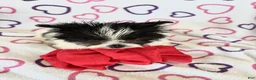 Maltipom dogs for sale: Maltipom 2 - Ad 3
