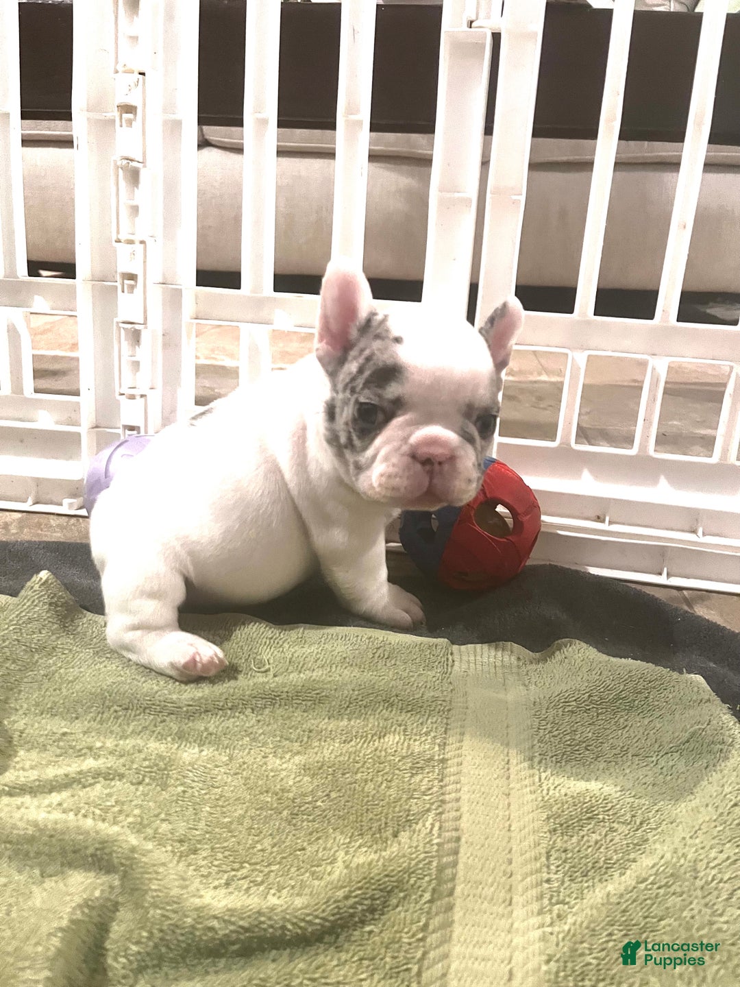 French Bulldog dogs for sale: Pablo - Ad 5