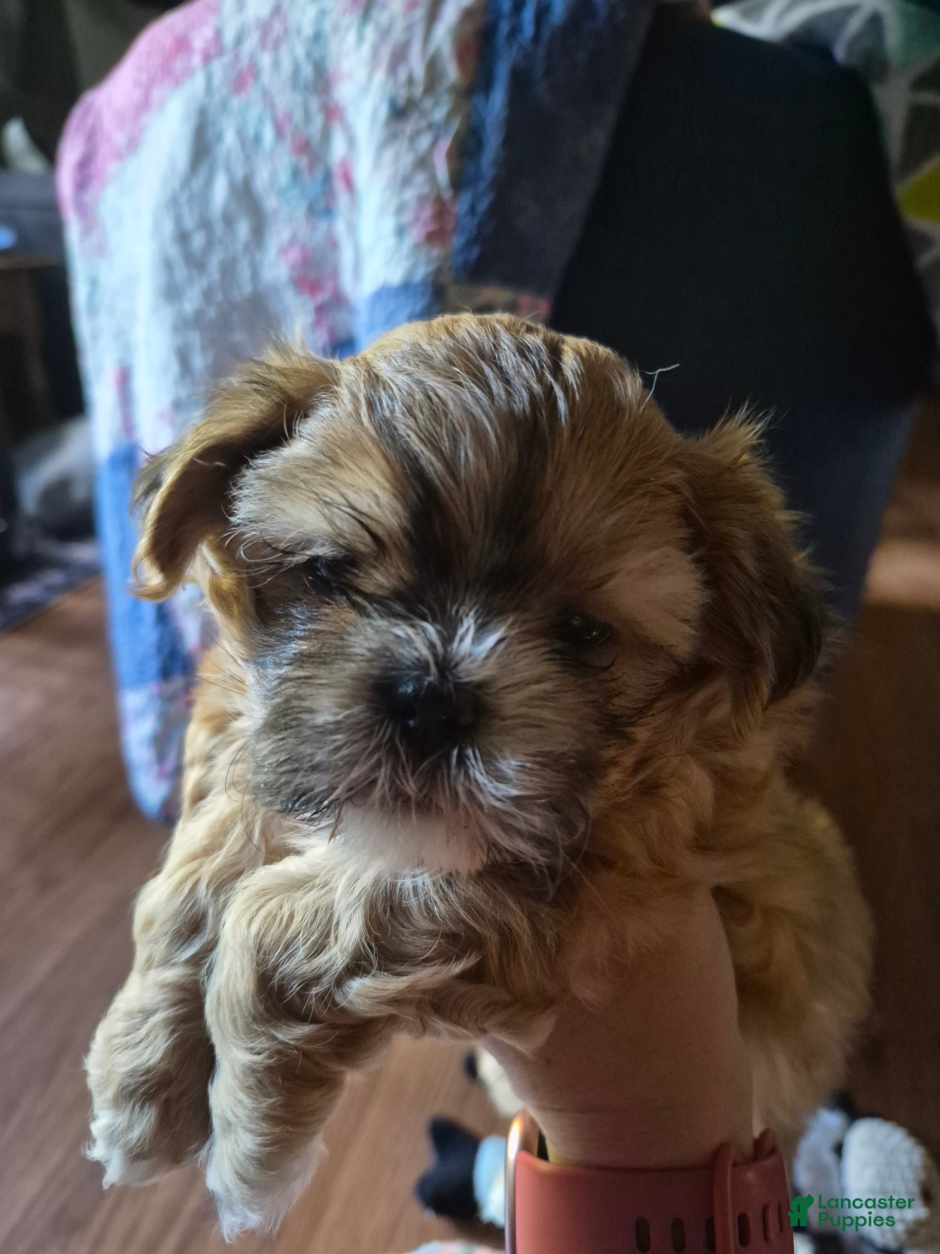 Shih Tzu dogs Jackson - Ad 31