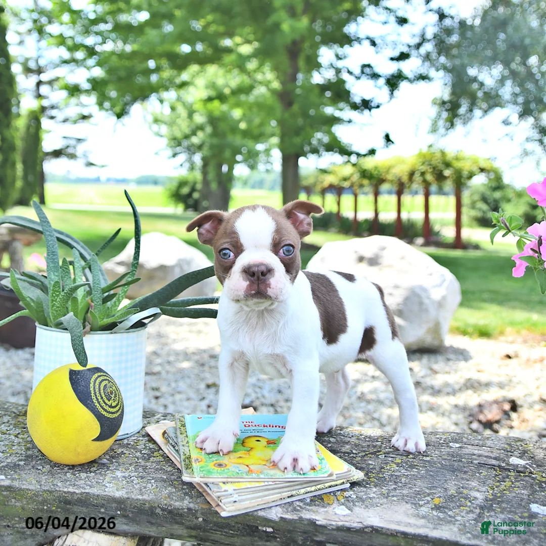 Boston Terrier dogs for sale: Kent  - Ad 1