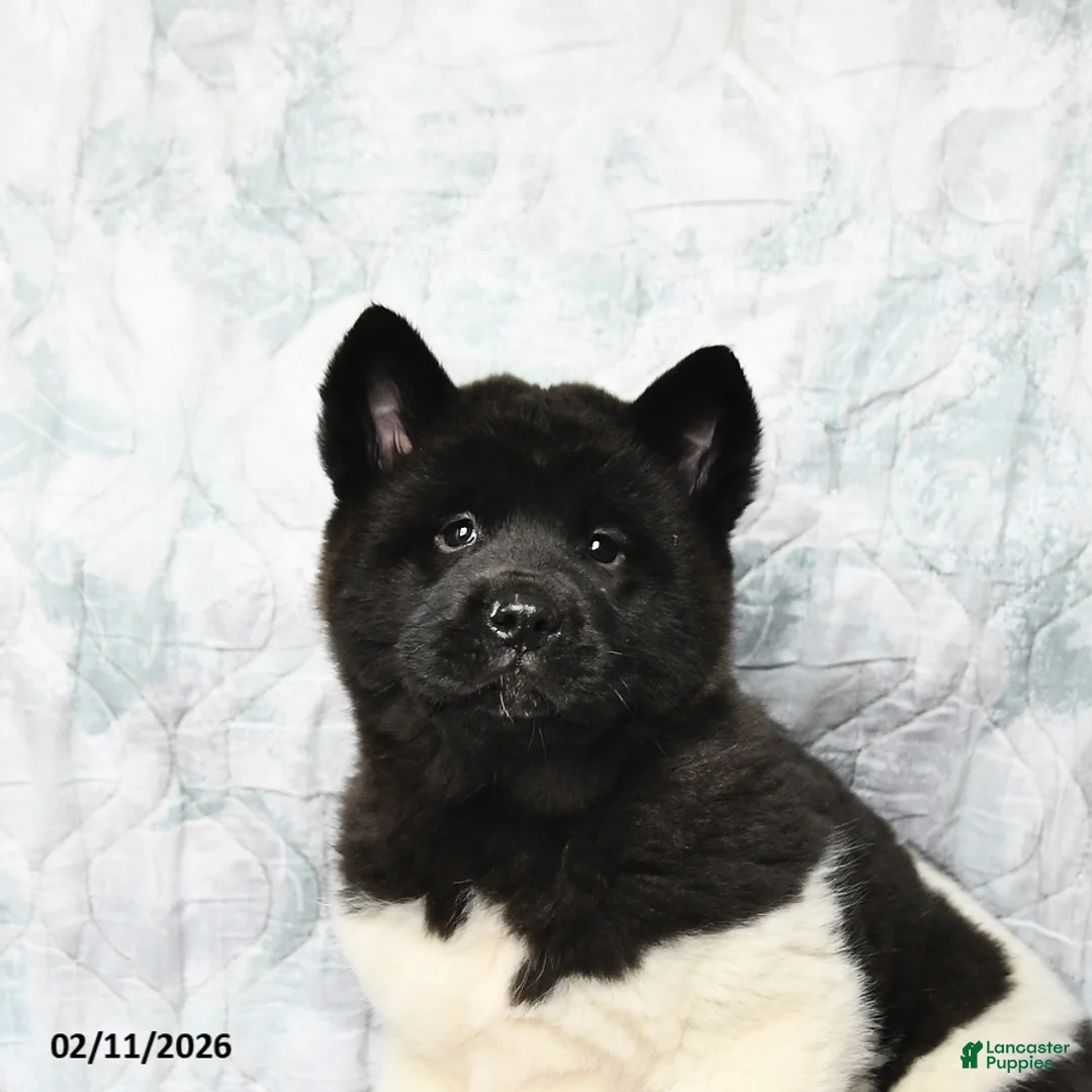 Akita dogs for sale: Twila - Ad 5