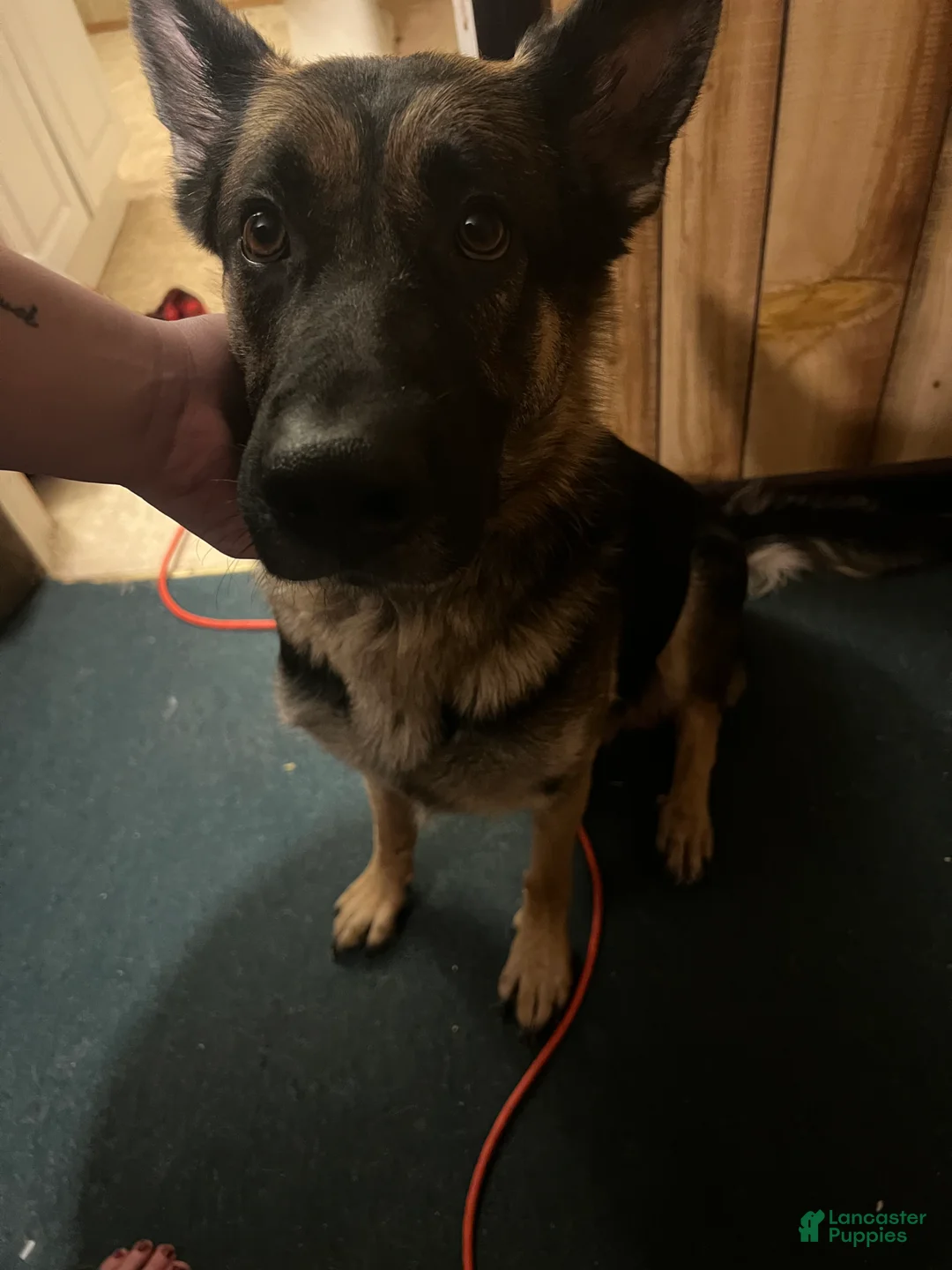 Mixed Breed dogs for sale: Mixed Breed Puppy 4 - Ad 2