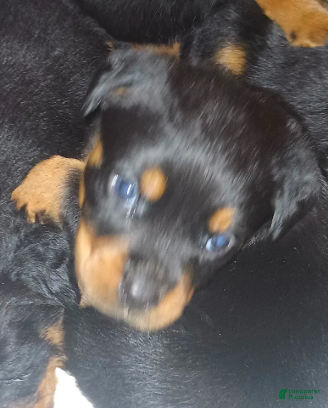 Rottweiler dogs for sale: Championship bloodline Girl 1 - Ad 2