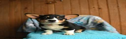 Welsh Corgi Pembroke dogs for sale: Remy - Ad 5