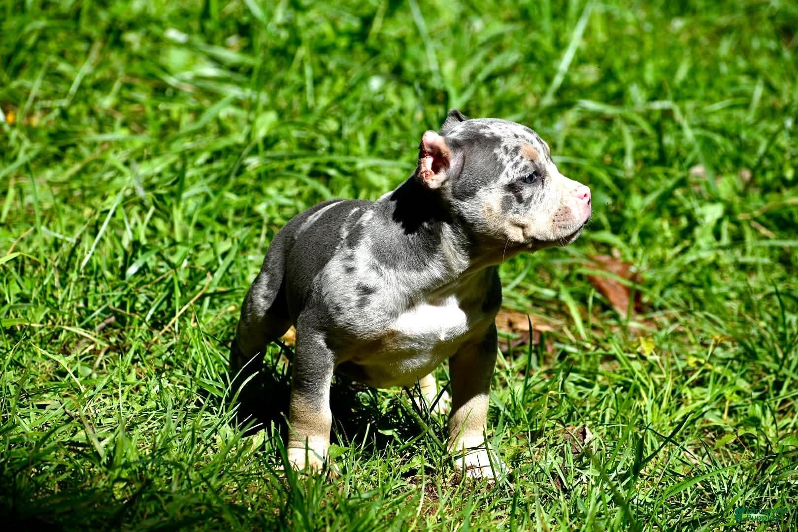 American Bully dogs Brutus - Ad 8