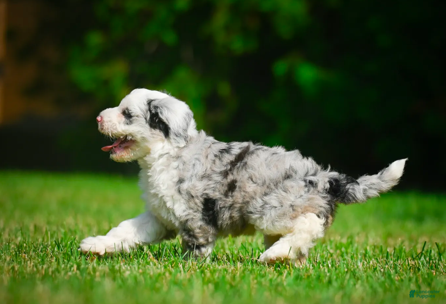 Mini Bernedoodle dogs Remi - F1B - Ad 2