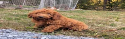 Miniature Labradoodle dogs for sale: Sammi - Ad 8