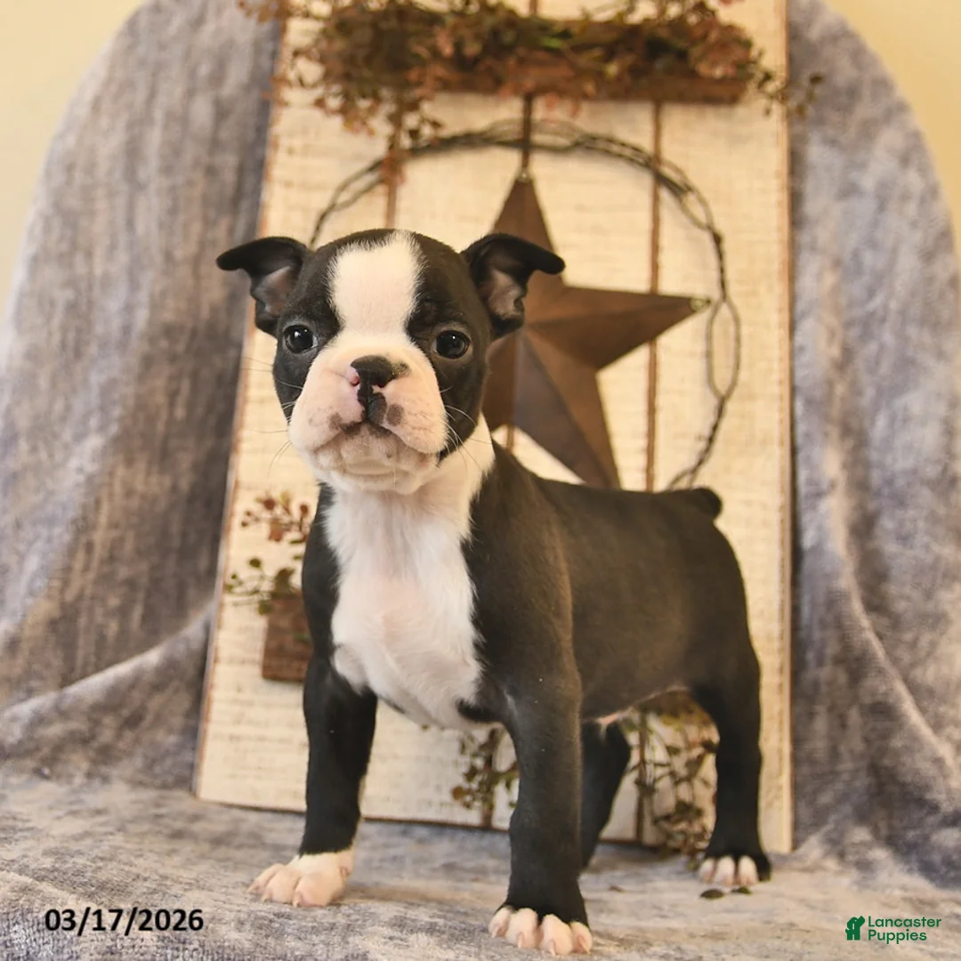 Boston Terrier dogs for sale: Mr Darcy  - Ad 1