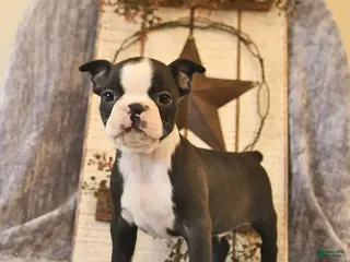 Boston Terrier dogs for sale: Mr Darcy - Ad 4