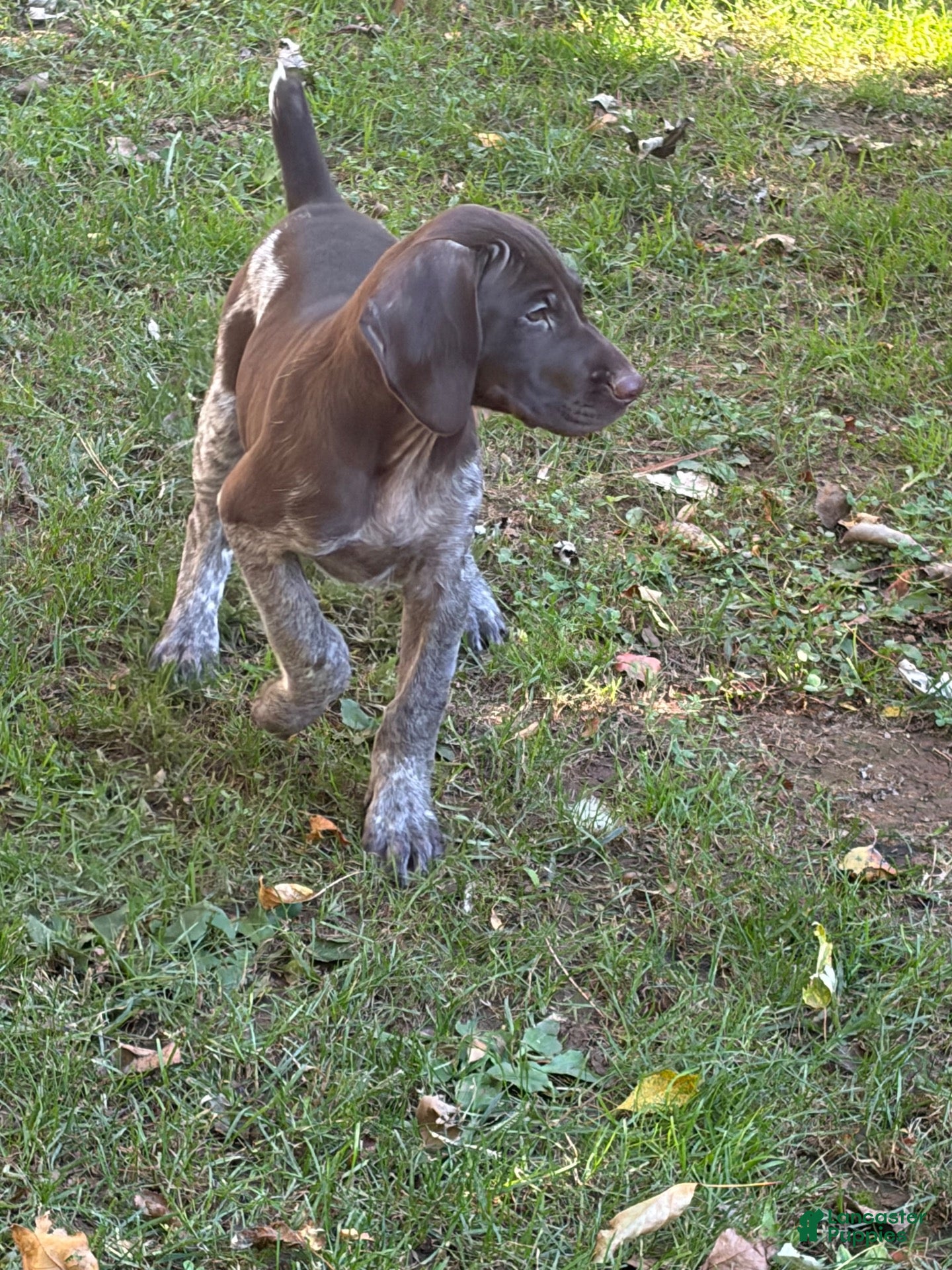 German Shorthaired Pointer dogs Gracelyn ( Female )  - Ad 1