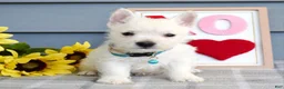 West Highland Terrier dogs for sale: Brody  - Ad 4