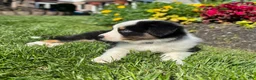Miniature Australian Shepherd dogs for sale: Andy - Ad 3
