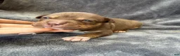 American Bully dogs for sale: Toby - Ad 3